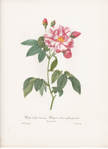 Vintage Pierre-Joseph Redoute roses and flowers